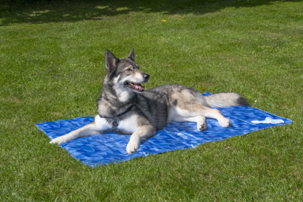 CoolPets Premium Cooling Mat XL (120x75cm) - Image 4