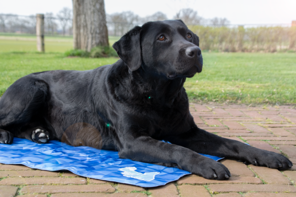 CoolPets Premium Cooling Mat XL (120x75cm) - Image 5