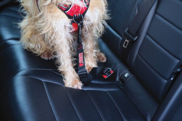 KONG Seat Belt Tether - Image 3